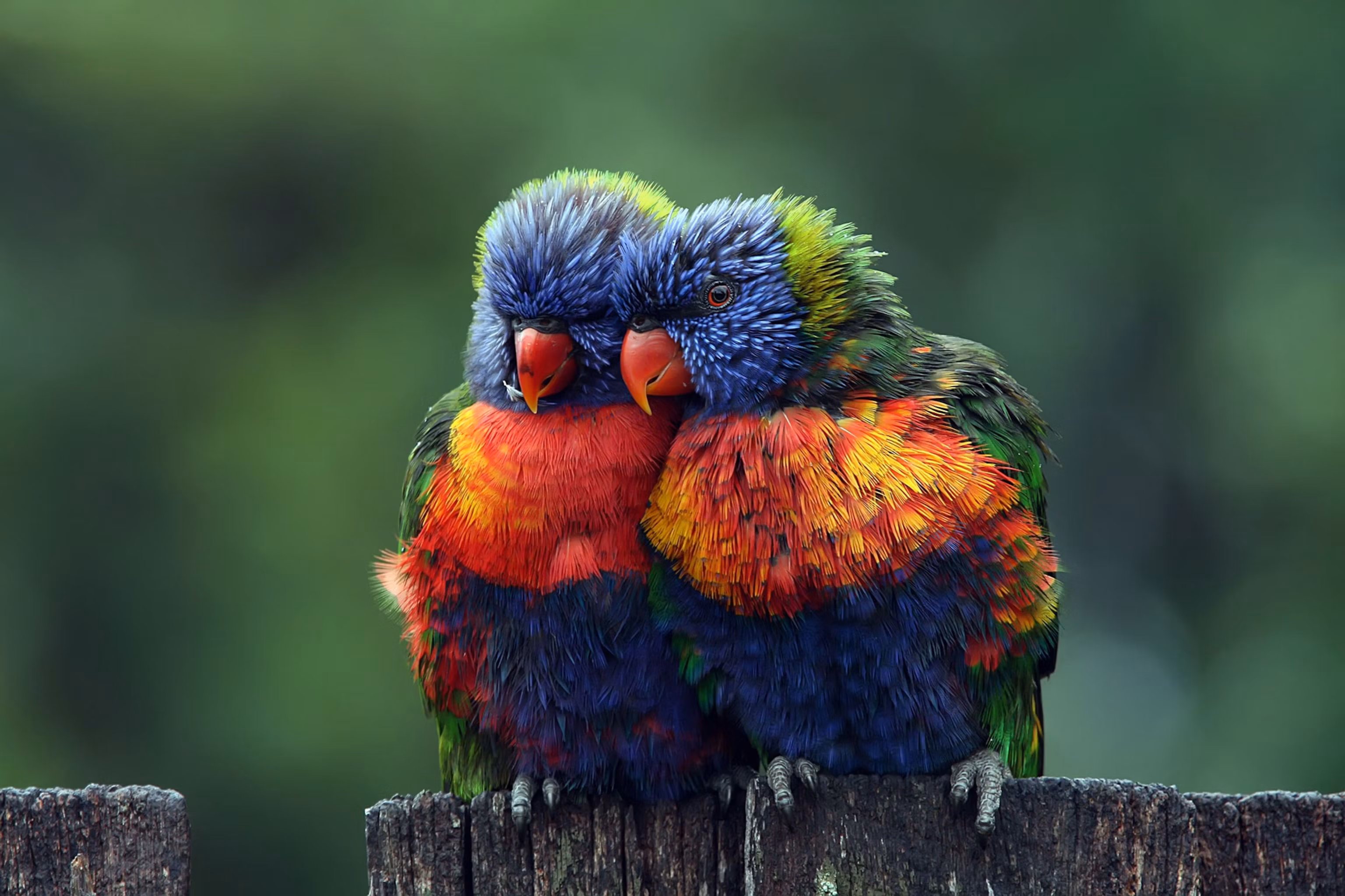 Colorful Animals - Rainbow Lorikeets - Example of Color Extraction Analysis